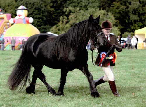 Fell mare Maggie May champion Fell pony at Eggleston Show